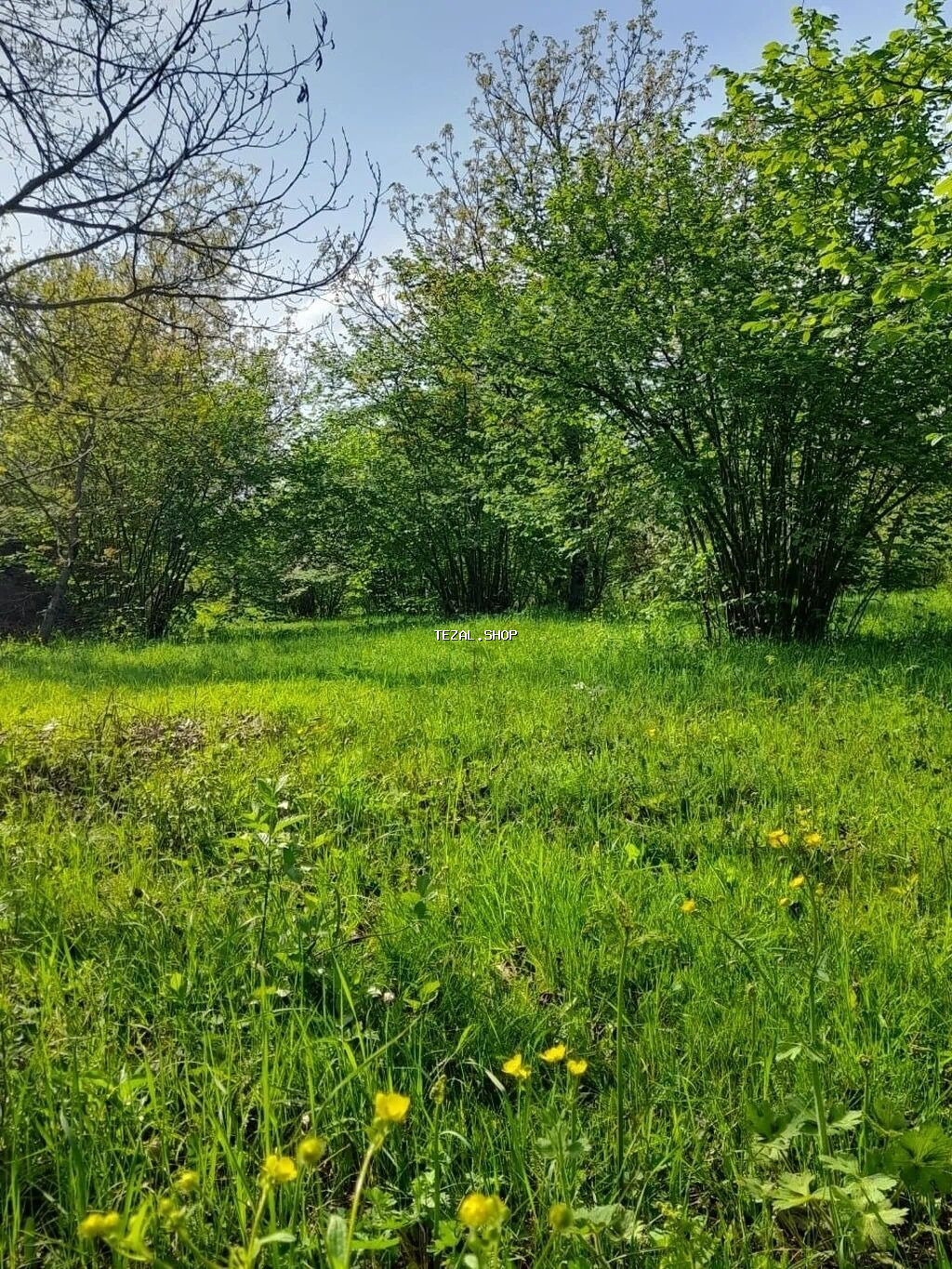 30 sot, Tikinti, Mülkiyyətçi, Kupça (Çıxarış) - şəkil 2