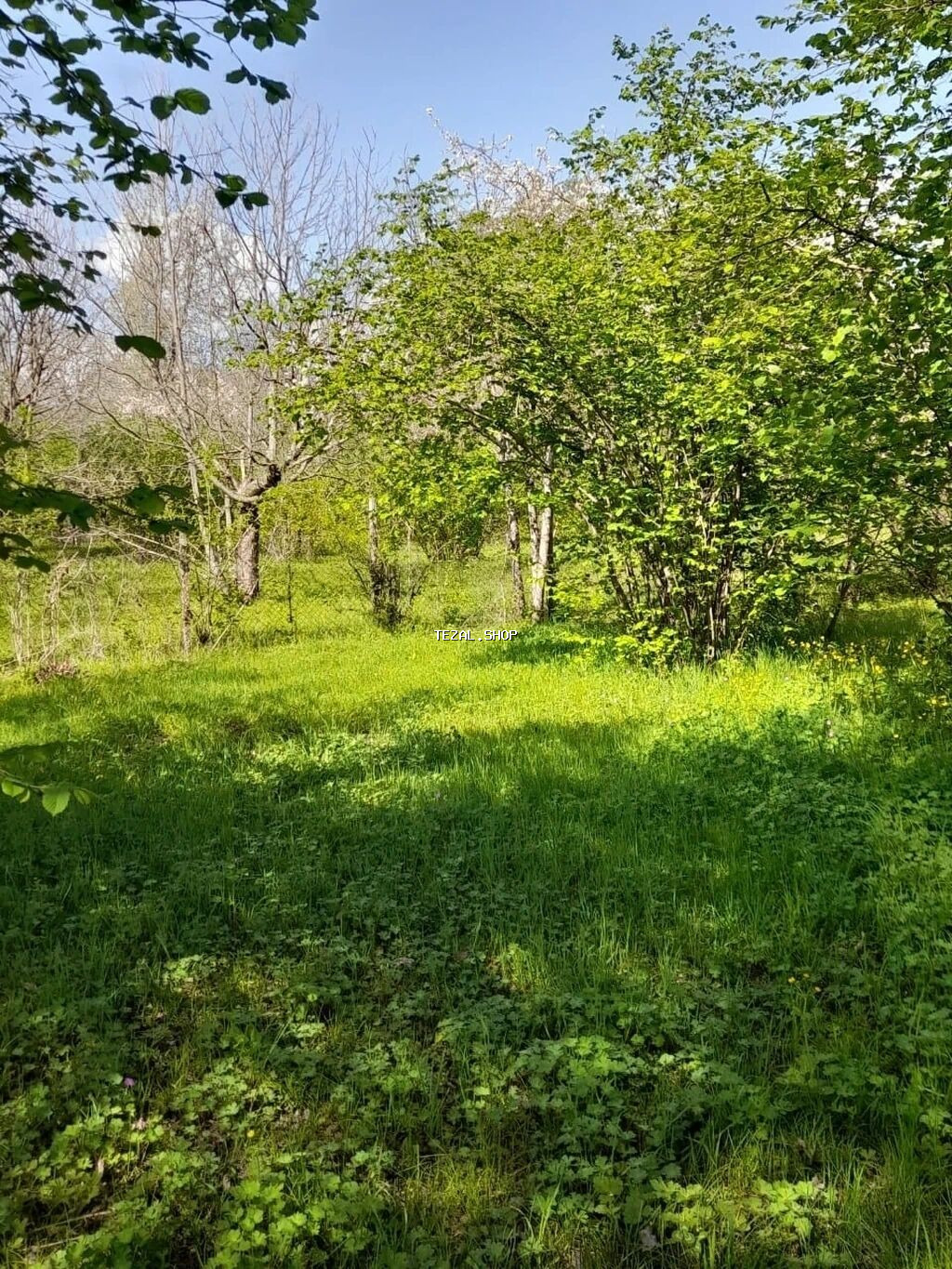 30 sot, Tikinti, Mülkiyyətçi, Kupça (Çıxarış) - şəkil 3