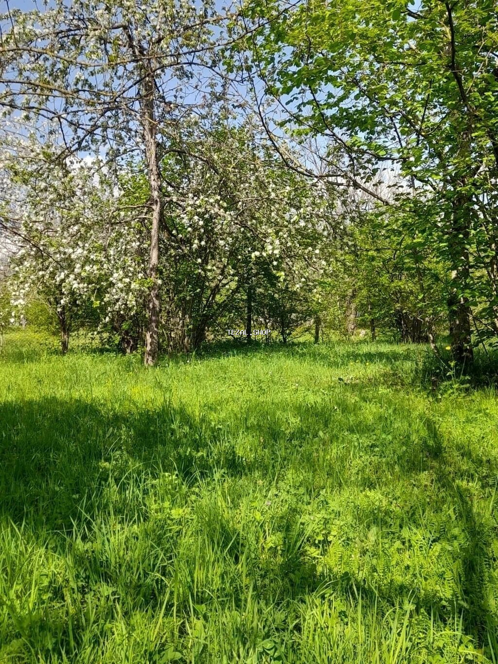 30 sot, Tikinti, Mülkiyyətçi, Kupça (Çıxarış) - şəkil 4