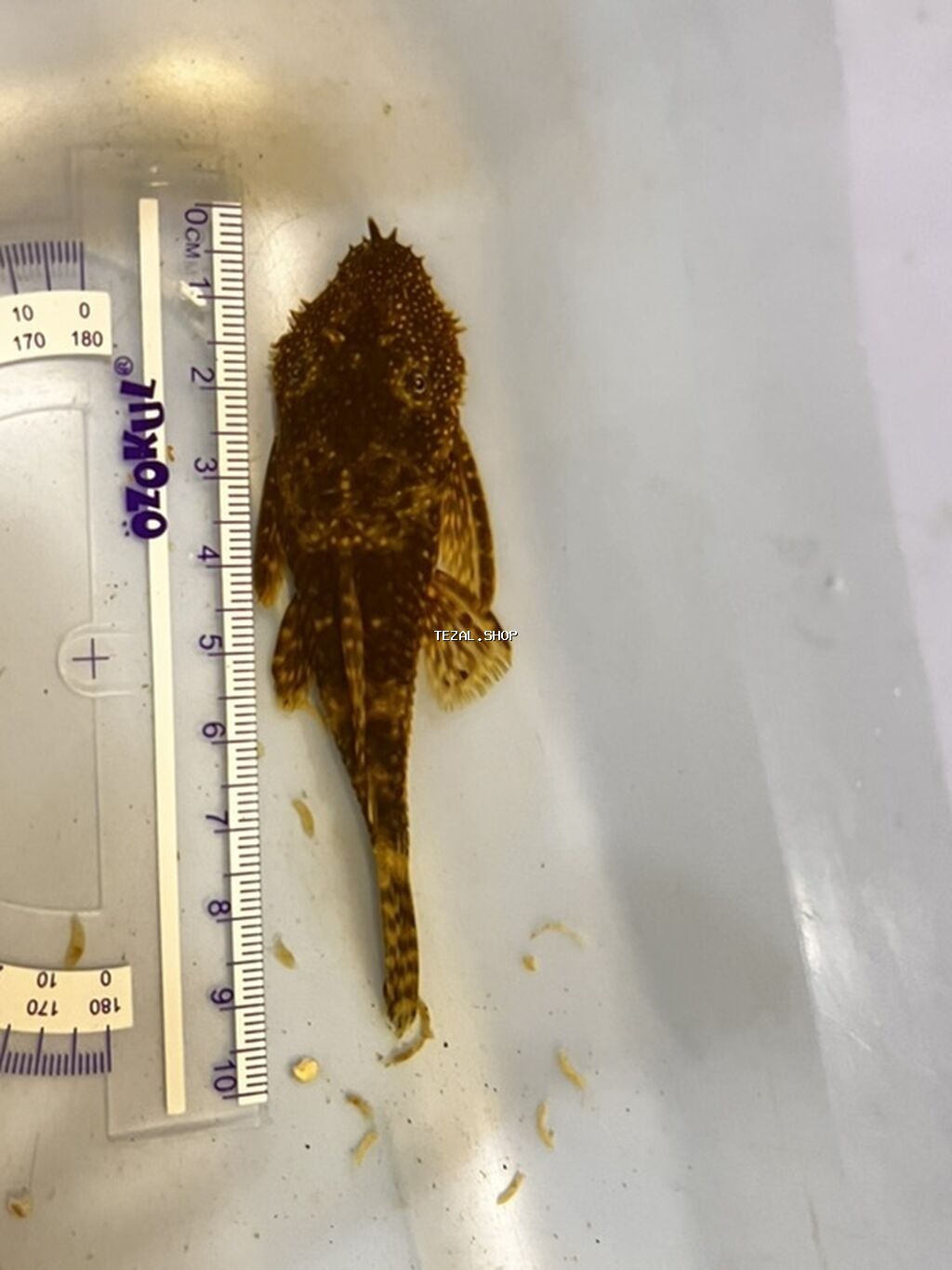 Akvarium balığı – Hypostomus plecostomus (bristlenose/“sucker” tipli