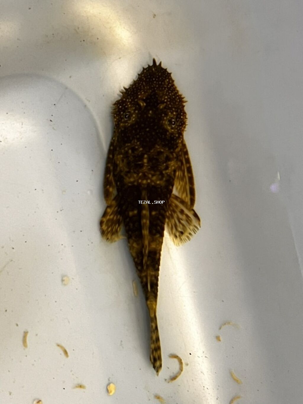 Akvarium balığı – Hypostomus plecostomus (bristlenose/“sucker” tipli - şəkil 2