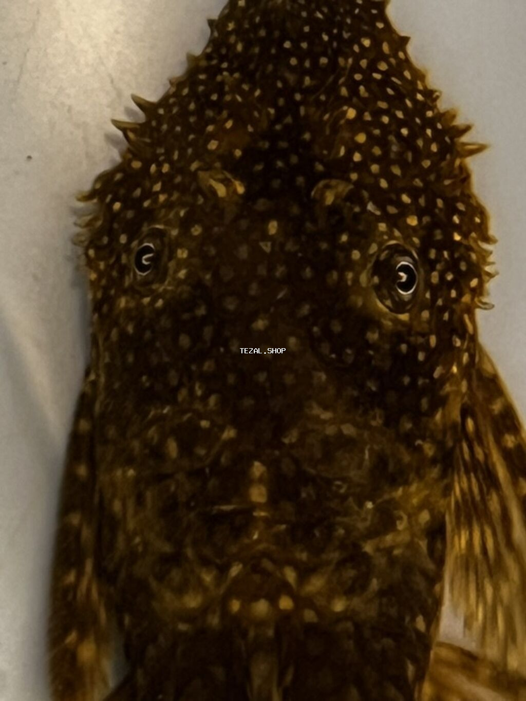 Akvarium balığı – Hypostomus plecostomus (bristlenose/“sucker” tipli - şəkil 3