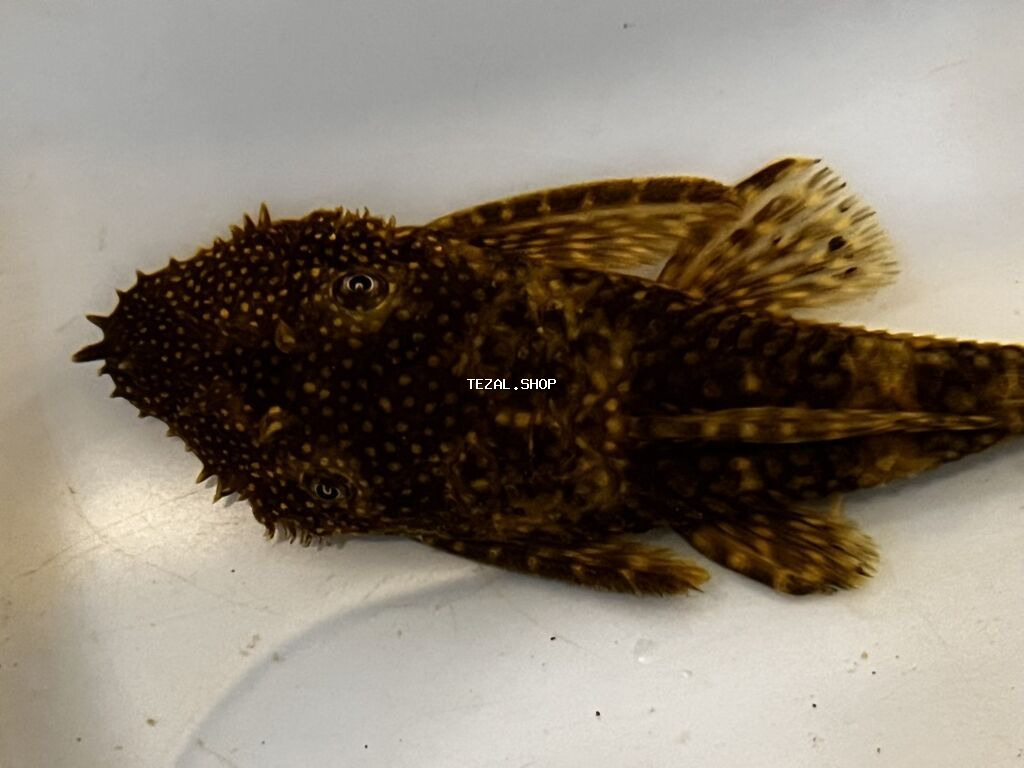 Akvarium balığı – Hypostomus plecostomus (bristlenose/“sucker” tipli - şəkil 4