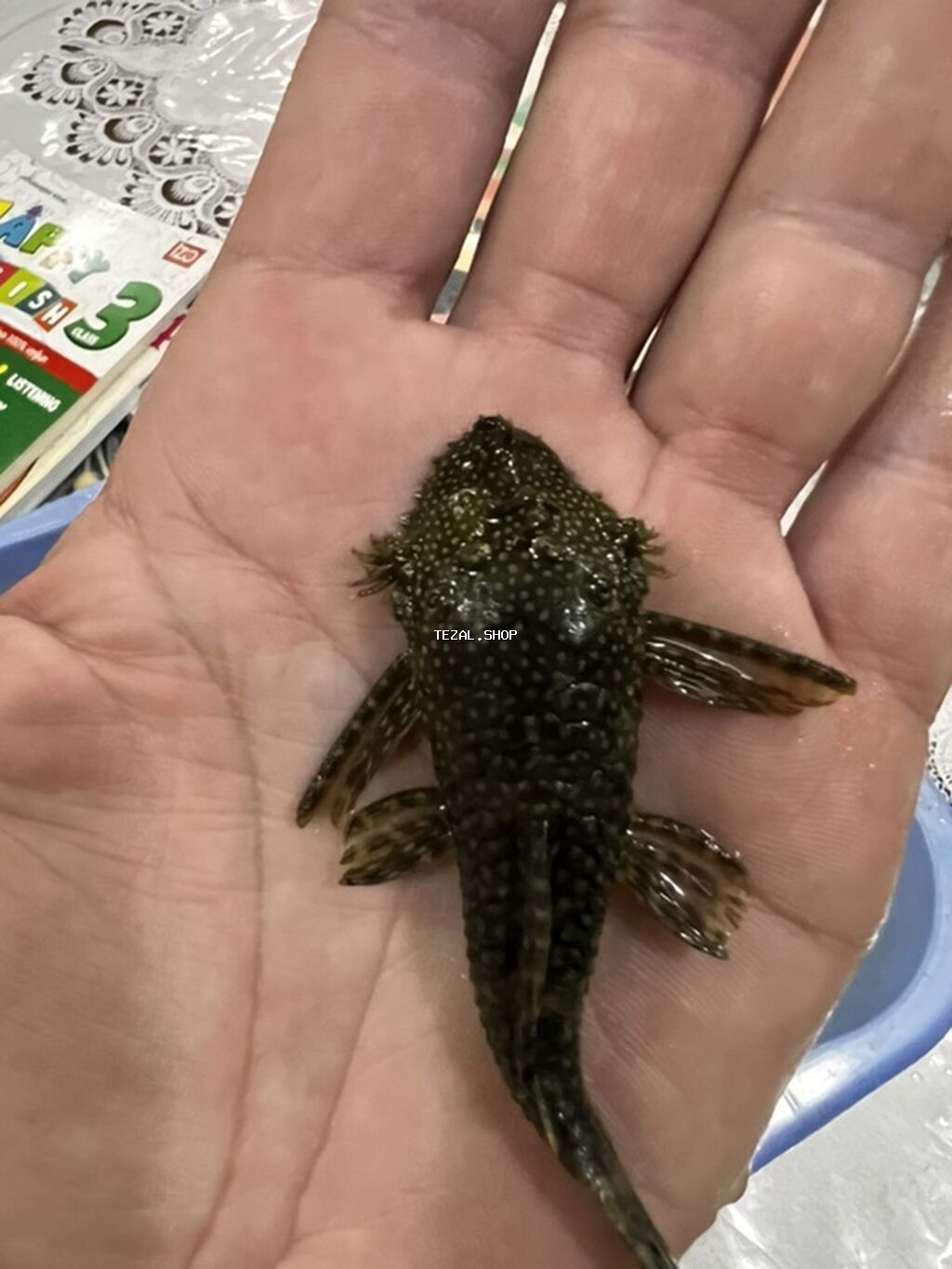 Akvarium balığı – Hypostomus plecostomus (bristlenose/“sucker” tipli - şəkil 5