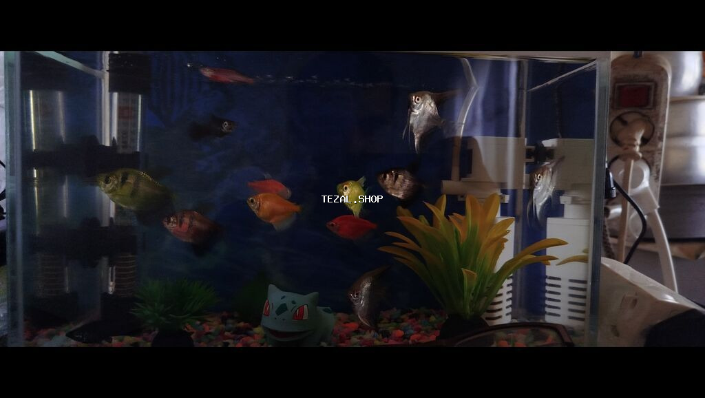 Akvaryum komplekti – canlı tropik balıqlar ilə Məzmun: - Şüşə