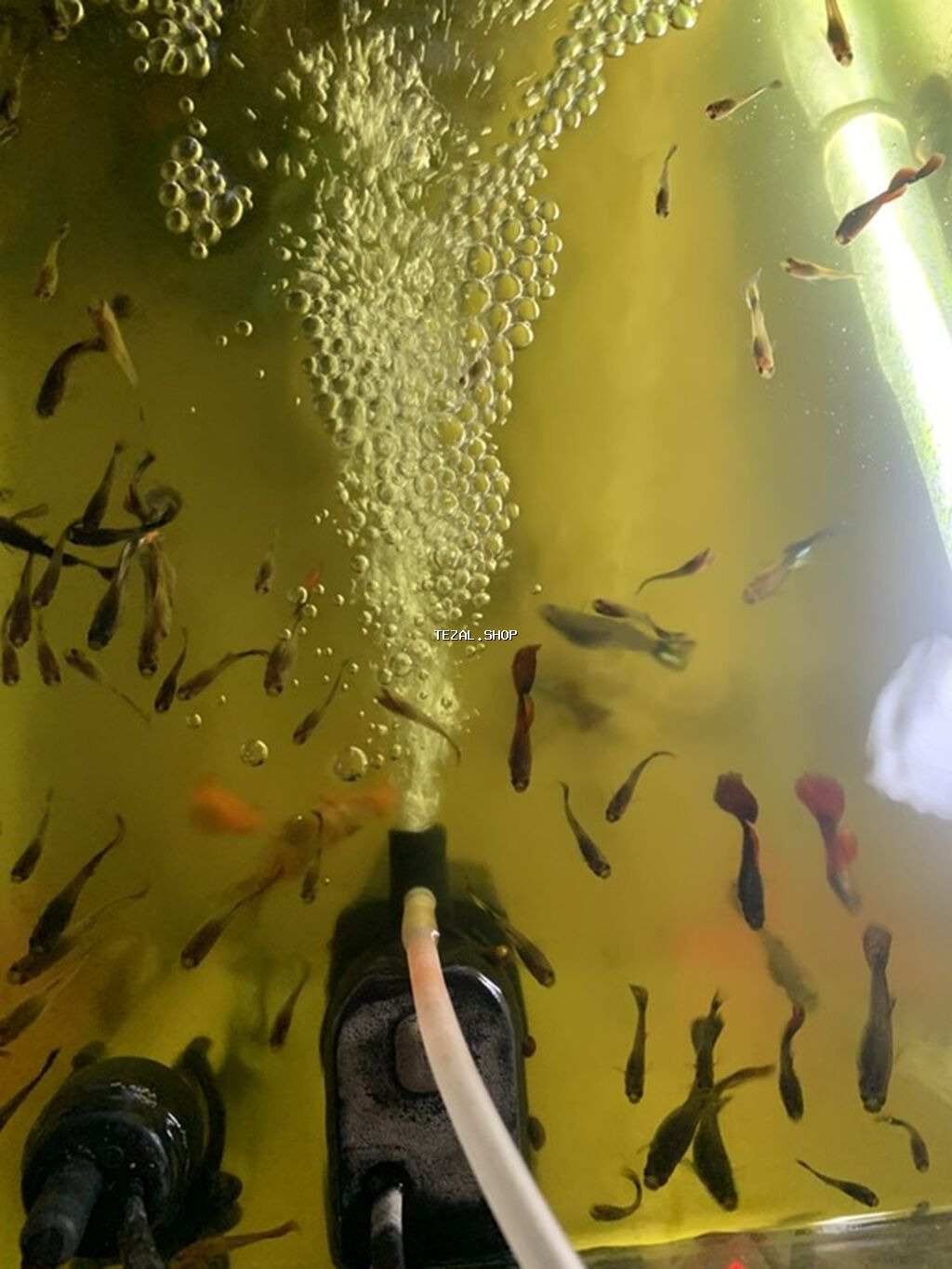 Quppi, Sülhsevər - şəkil 2