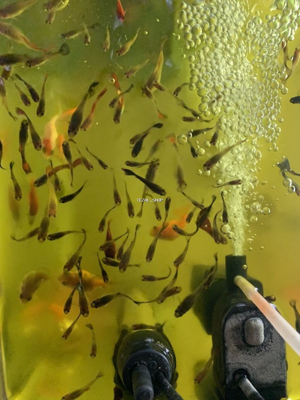 Quppi, Sülhsevər - şəkil 3