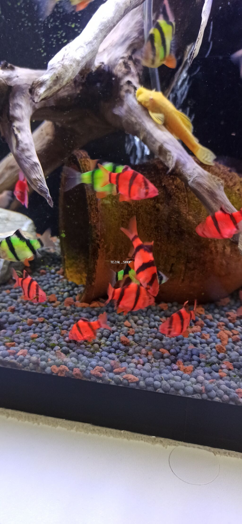 Sülhsevər - şəkil 2