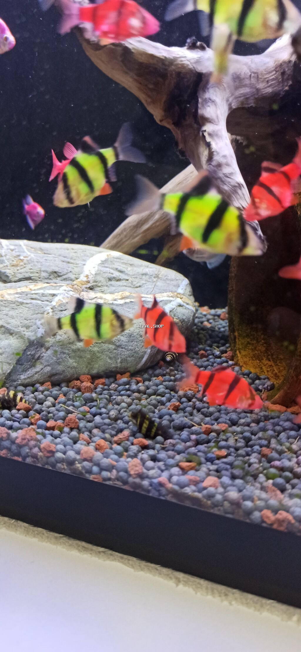 Sülhsevər - şəkil 3