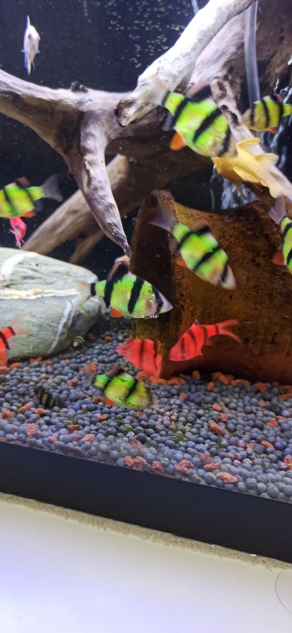 Sülhsevər - şəkil 4