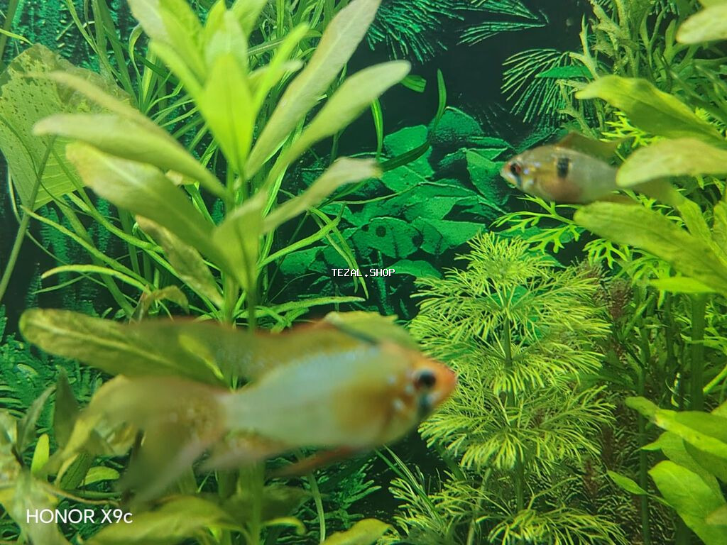 Sülhsevər, Ünvandan götürmə, Ödənişli çatdırılma