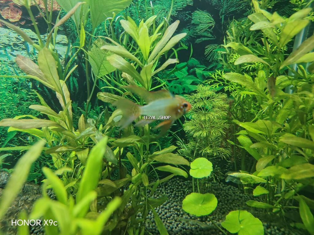 Sülhsevər, Ünvandan götürmə, Ödənişli çatdırılma - şəkil 3