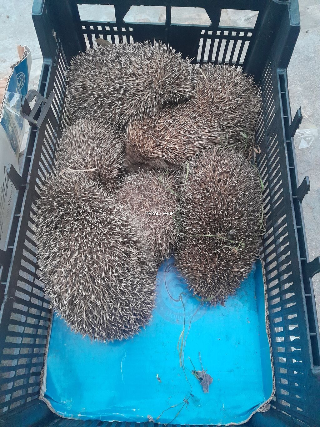 Satilir 6 eded qalib son qiymet biri 10azn ünvan sulutepenin dairesi - şəkil 2