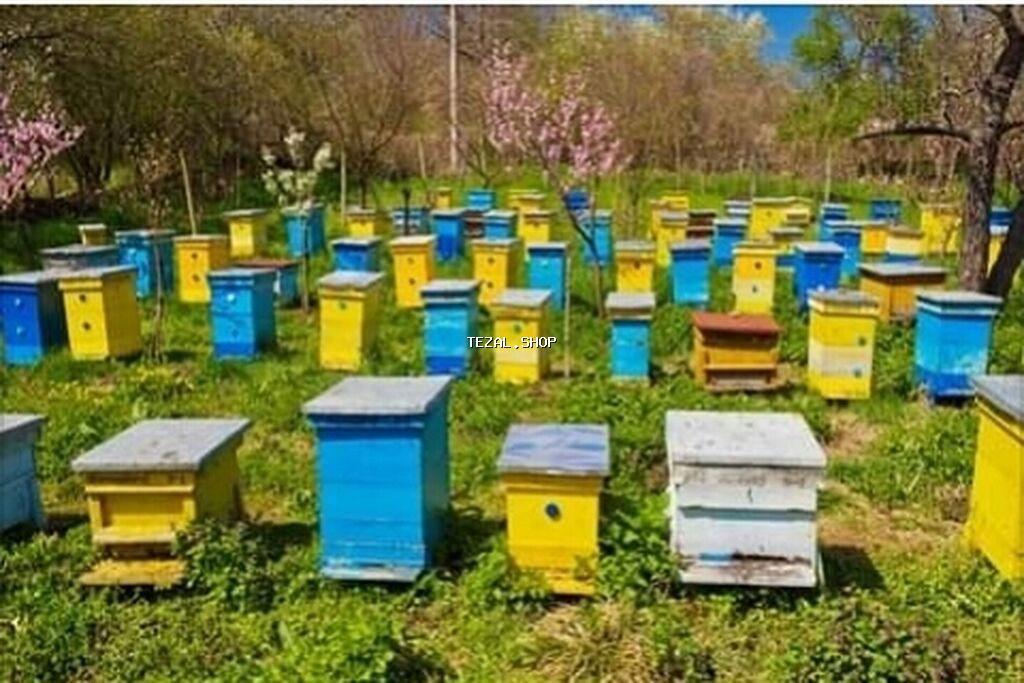 Tamamilə sağlam,Arı ailələrinin satışı.Karinka sortudu.Anaları 2025-ci