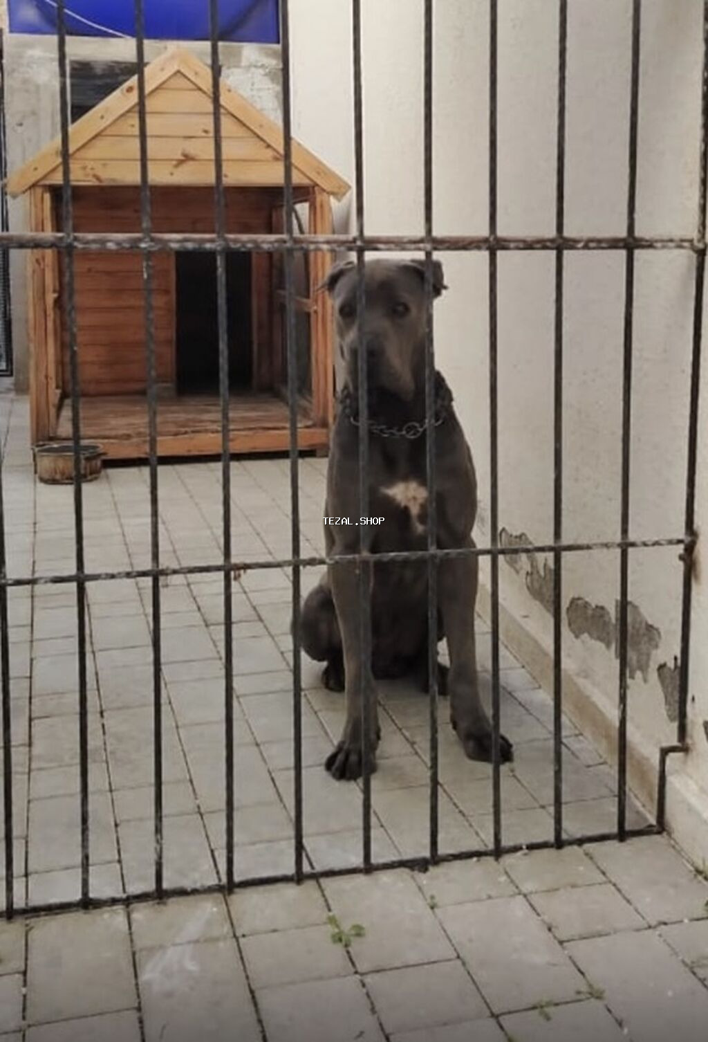 Kane-Korso, 1 il, Erkek, Peyvəndli