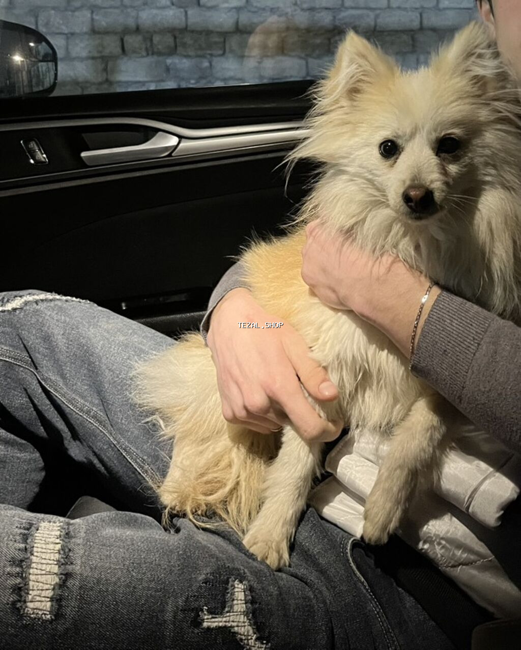 Şpitz, 11 ay, Erkek