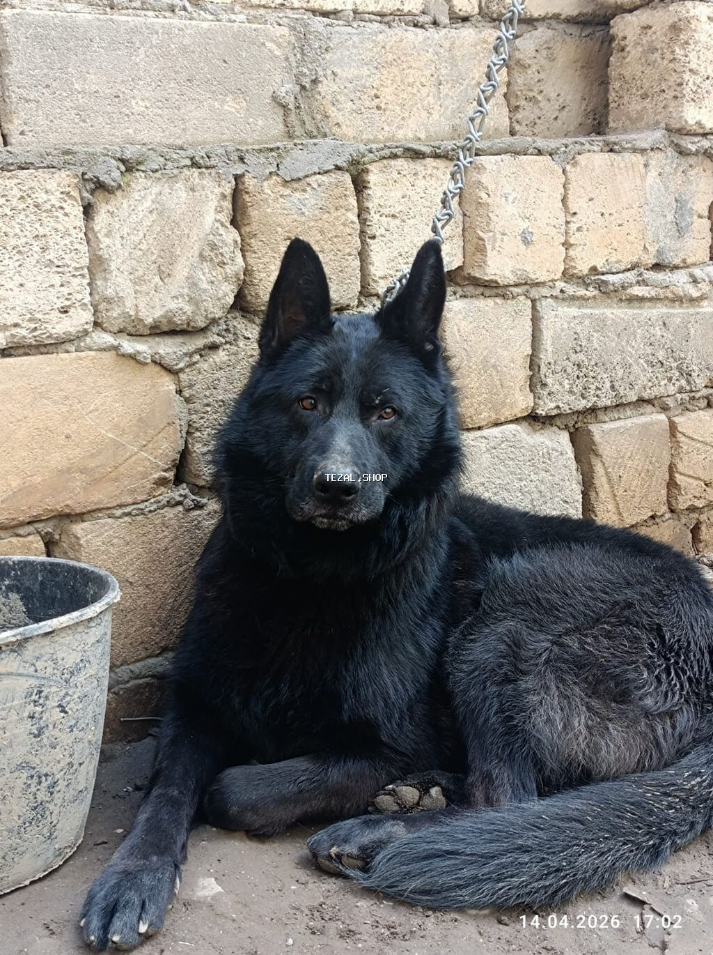 Alman çoban iti, 2 il, Erkek - şəkil 2