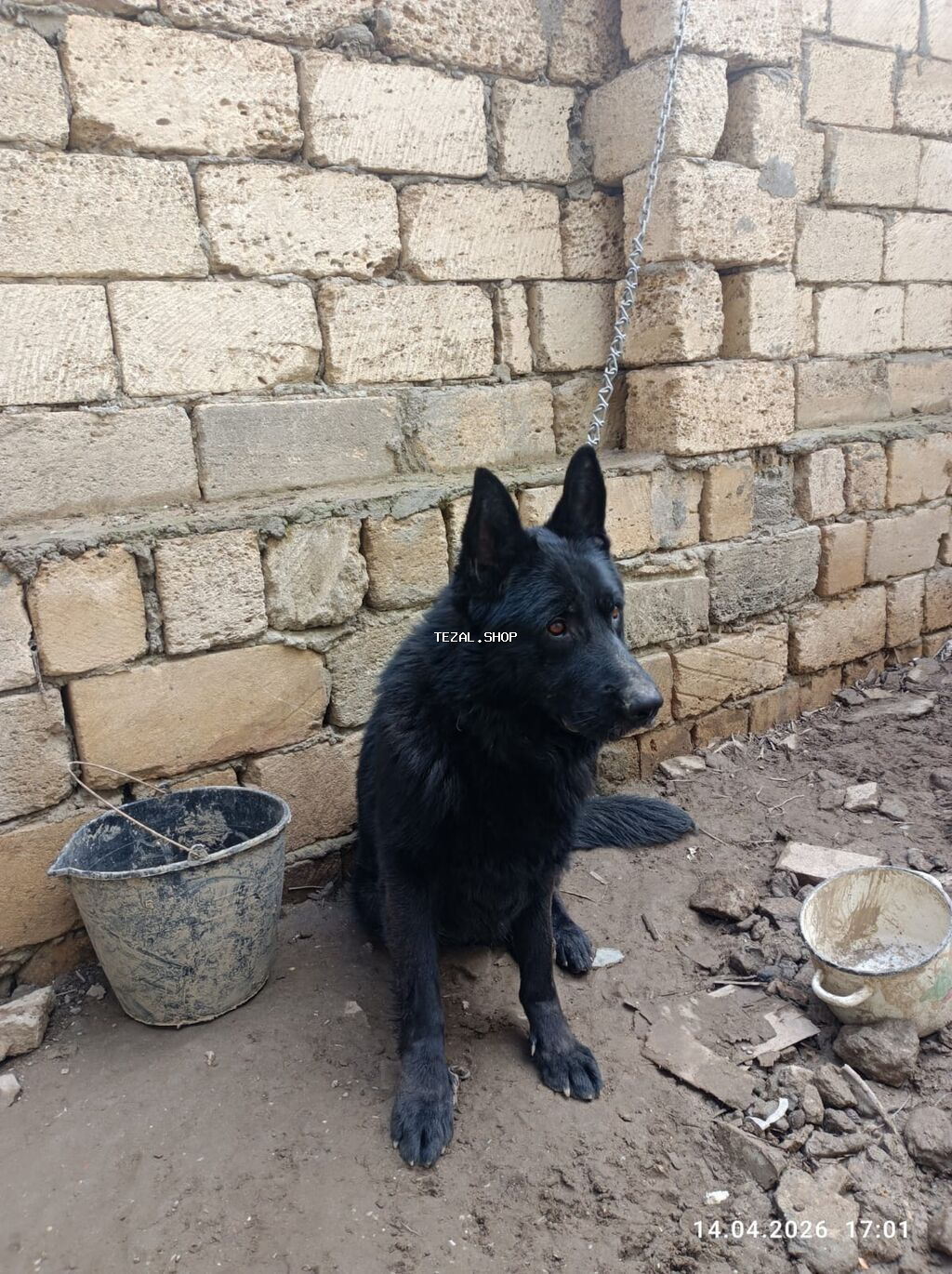 Alman çoban iti, 2 il, Erkek - şəkil 3