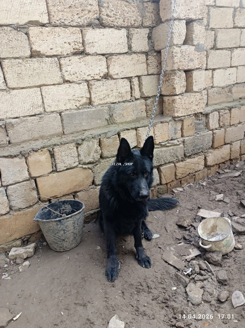 Alman çoban iti, 2 il, Erkek - şəkil 4