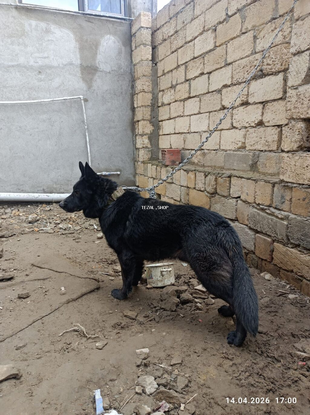 Alman çoban iti, 2 il, Erkek - şəkil 5