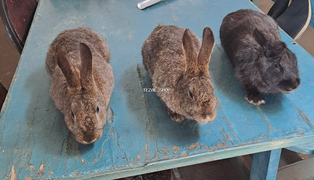 Satılır: dekorativ dovşan balaları Təcili satılır‼️ - Növlər