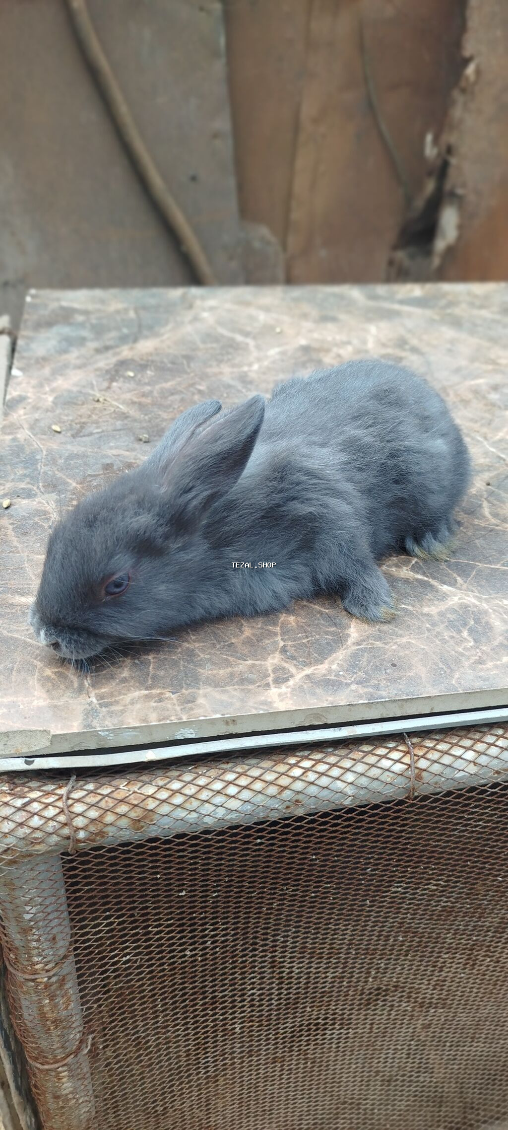 Satılır: dekorativ dovşan balaları Təcili satılır‼️ - Növlər - şəkil 2