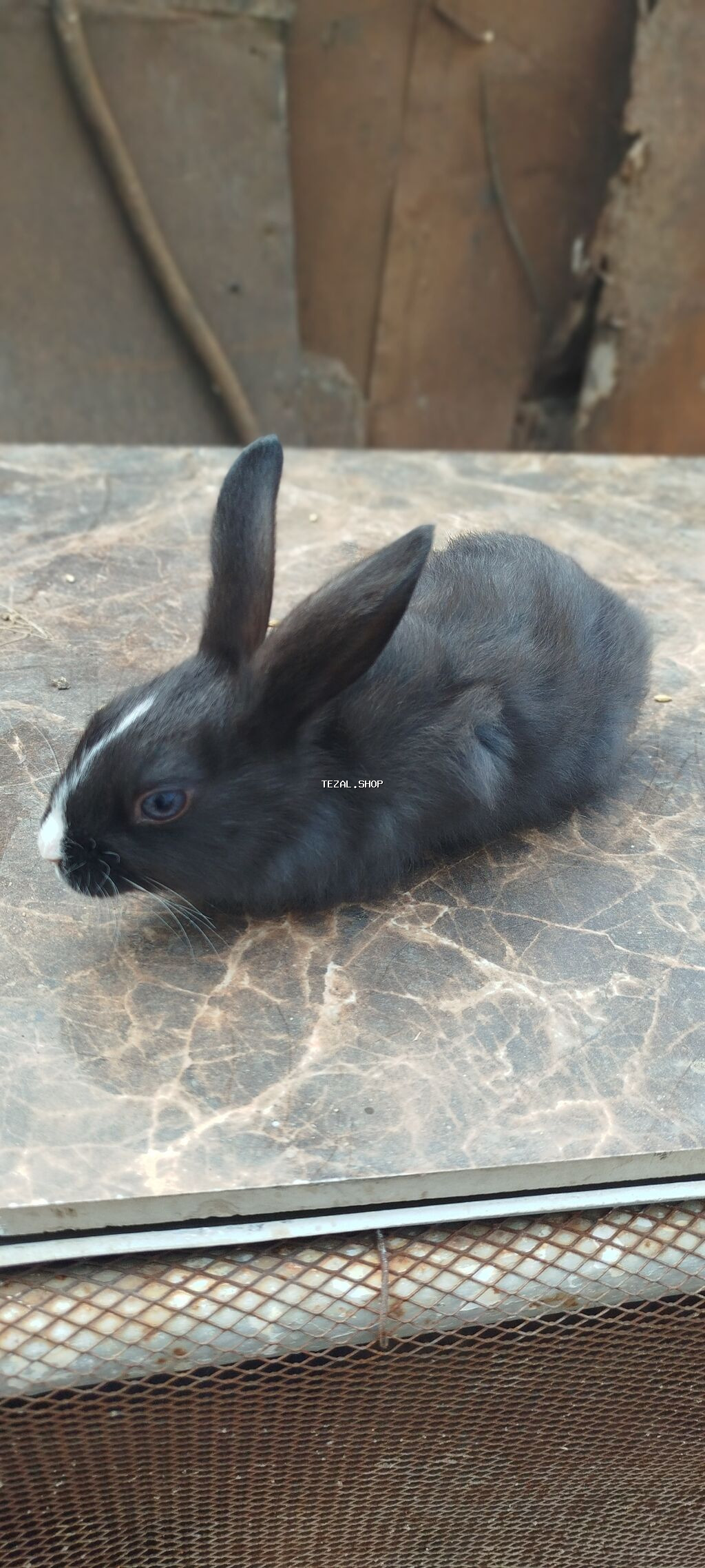 Satılır: dekorativ dovşan balaları Təcili satılır‼️ - Növlər - şəkil 3