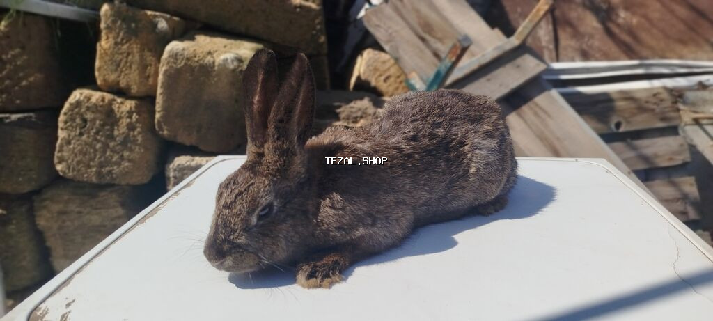 Satılır: dekorativ dovşan balaları Təcili satılır‼️ - Növlər - şəkil 4