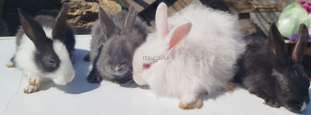 Satılır: dekorativ dovşan balaları Təcili satılır‼️ - Növlər - şəkil 5