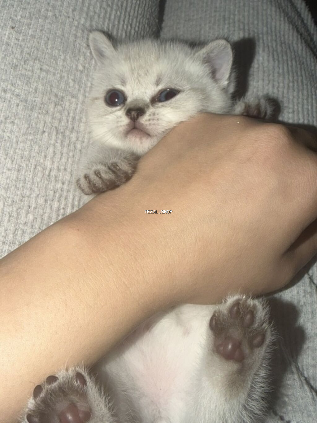 Britan, Dişi - şəkil 3