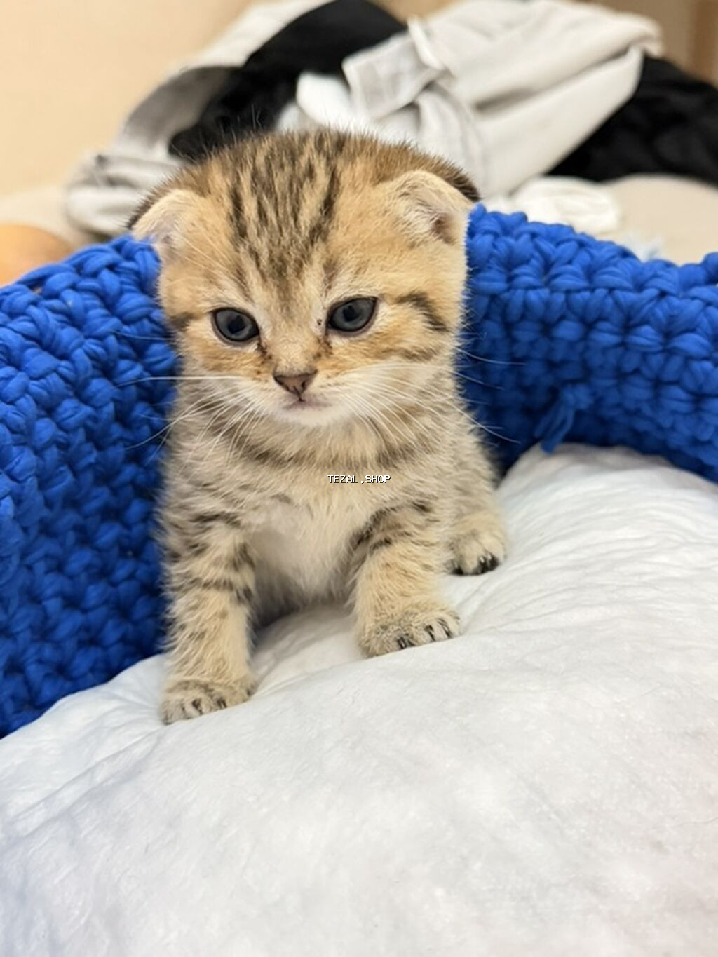 Şotland, Dişi - şəkil 2