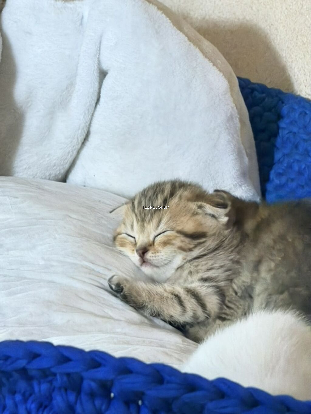 Şotland, Dişi - şəkil 3