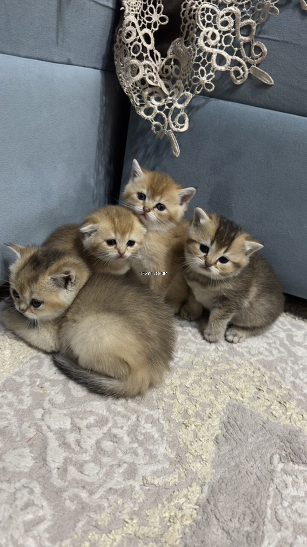 Britan, Dişi, Cütləşmə üçün, Pulsuz çatdırılma