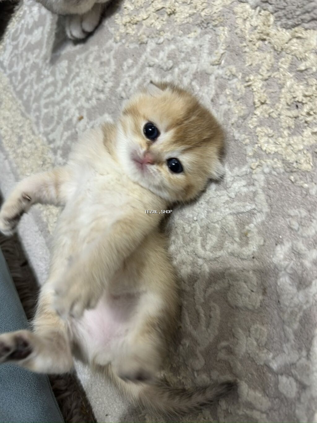 Britan, Dişi, Cütləşmə üçün, Pulsuz çatdırılma - şəkil 2