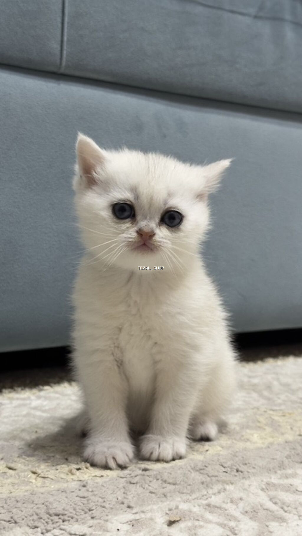 Britan, Dişi, Cütləşmə üçün, Pulsuz çatdırılma - şəkil 3