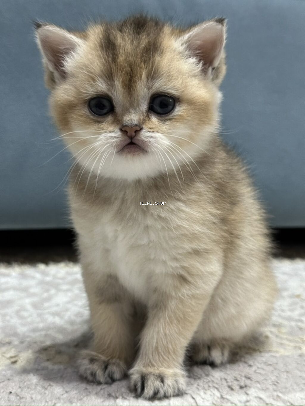 Britan, Dişi, Cütləşmə üçün, Pulsuz çatdırılma - şəkil 4