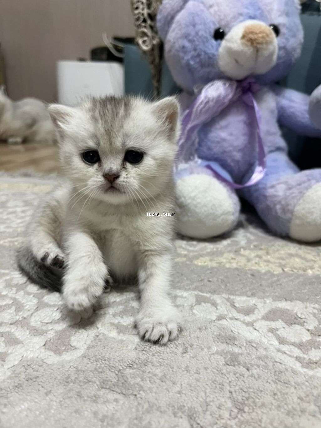 Britan, Dişi, Cütləşmə üçün, Pulsuz çatdırılma - şəkil 5