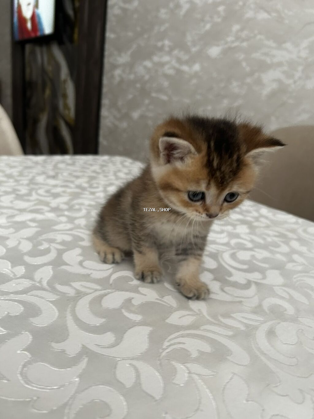 Şotland - şəkil 2