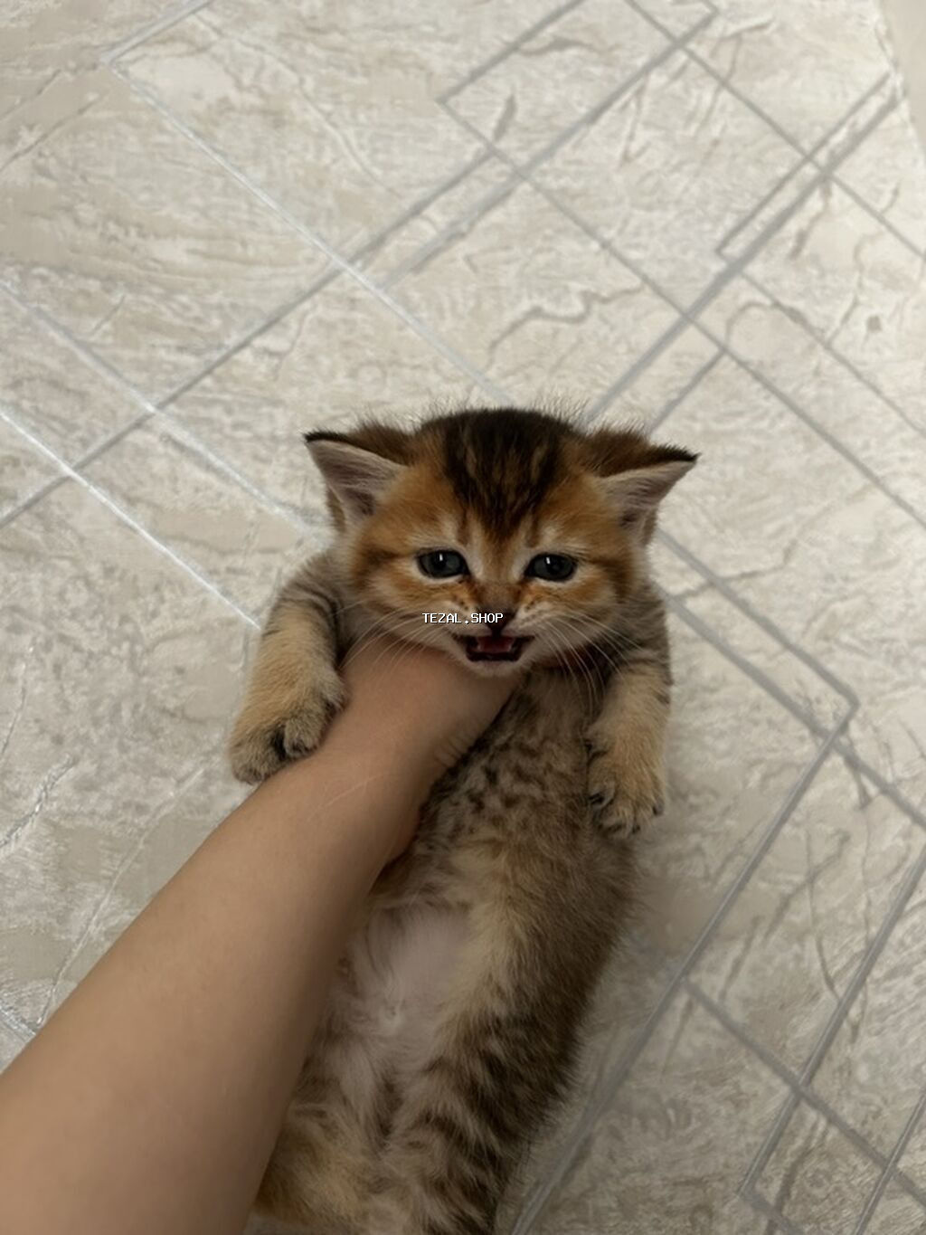 Şotland - şəkil 3