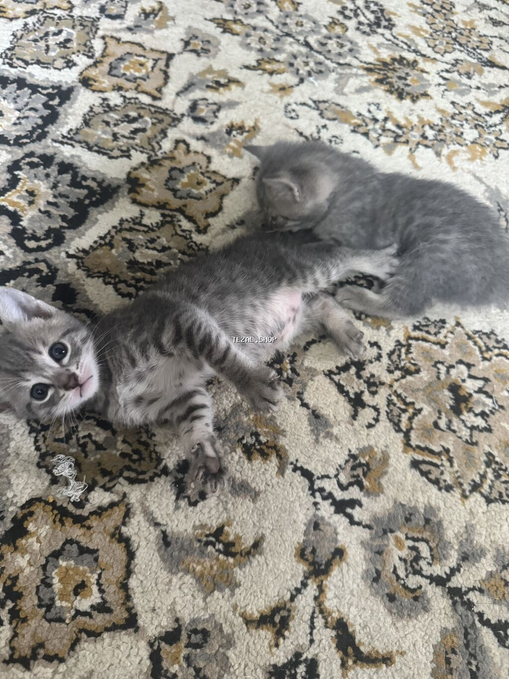 Şotland, Yaxşı əllərə, Ünvandan götürmə, Ödənişli çatdırılma