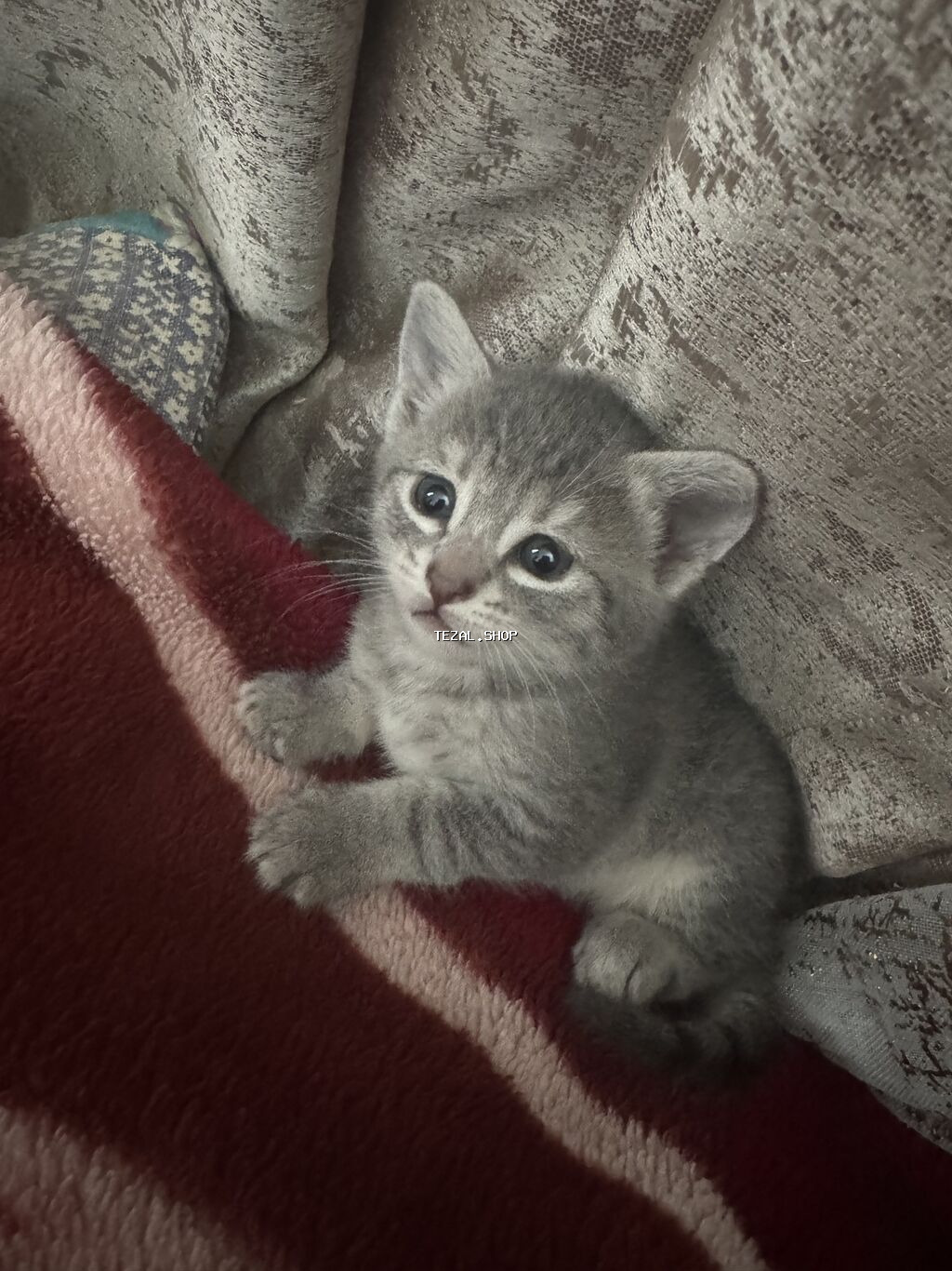 Şotland, Yaxşı əllərə, Ünvandan götürmə, Ödənişli çatdırılma - şəkil 5