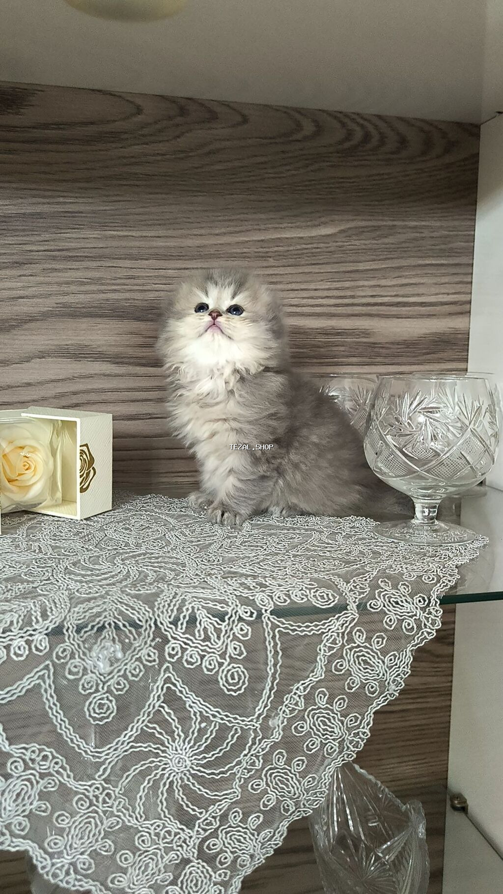 Tam sağlam uzuntüklü balalar saf Qandi. Ana ve ata şəkillərini ciddi - şəkil 5