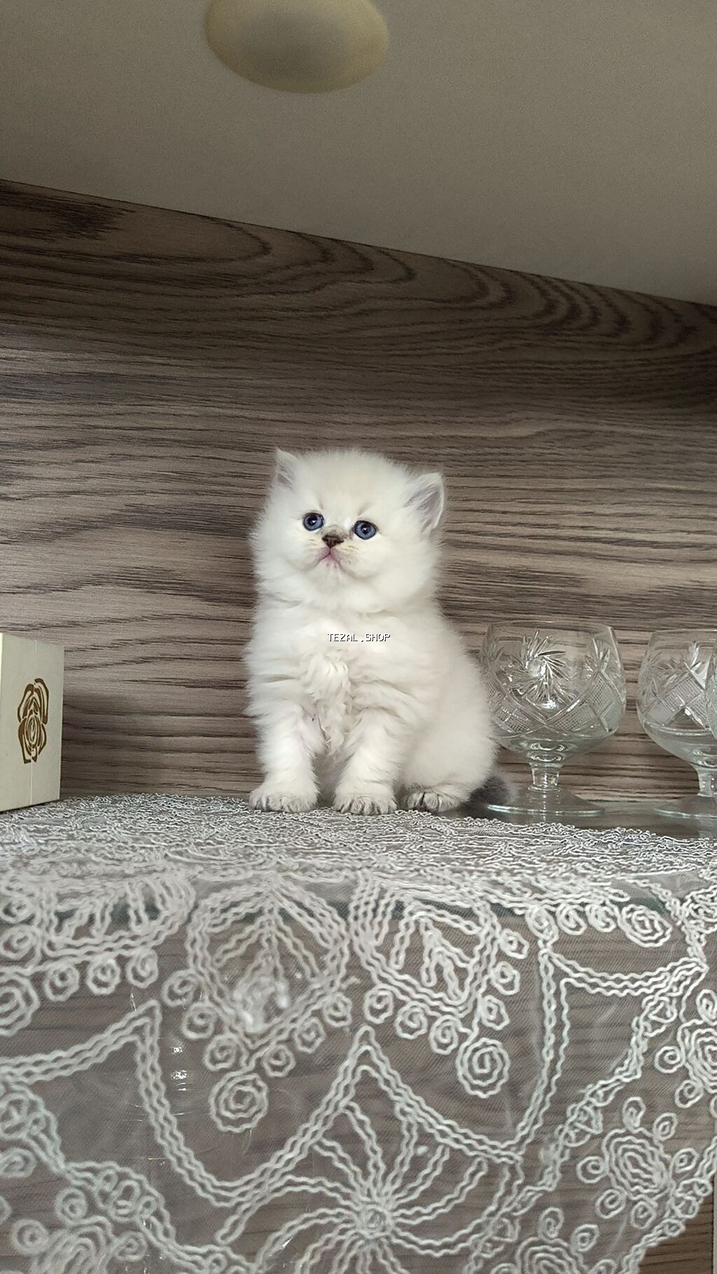 Şotland uzun tüklü