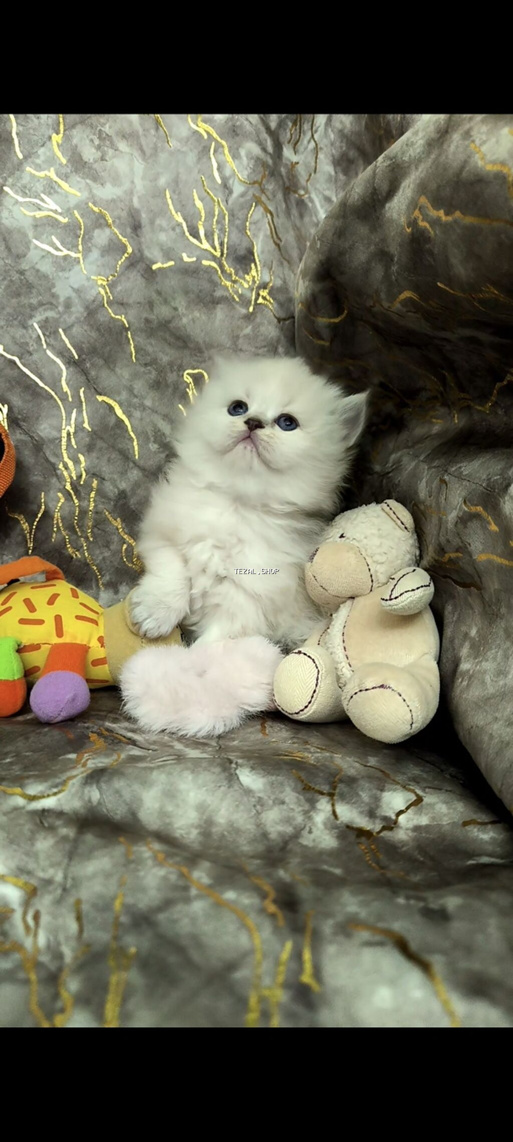 Şotland uzun tüklü - şəkil 2