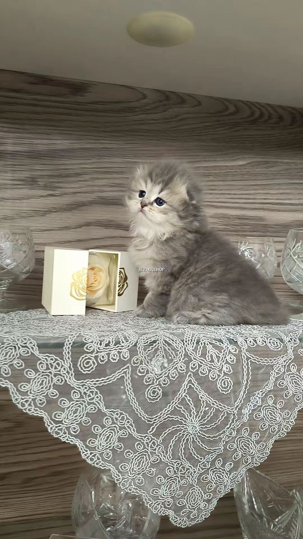 Şotland uzun tüklü - şəkil 4