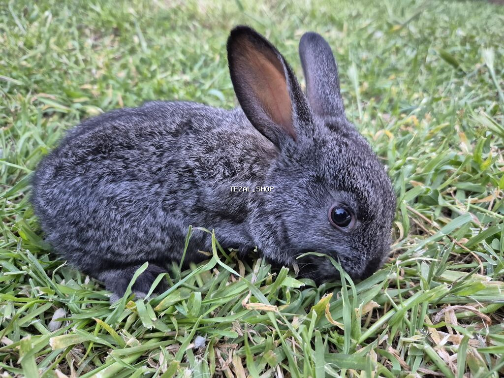 Saqlam dovşan balalardi,bidənə alana 8m, 2dən cox alana 7m