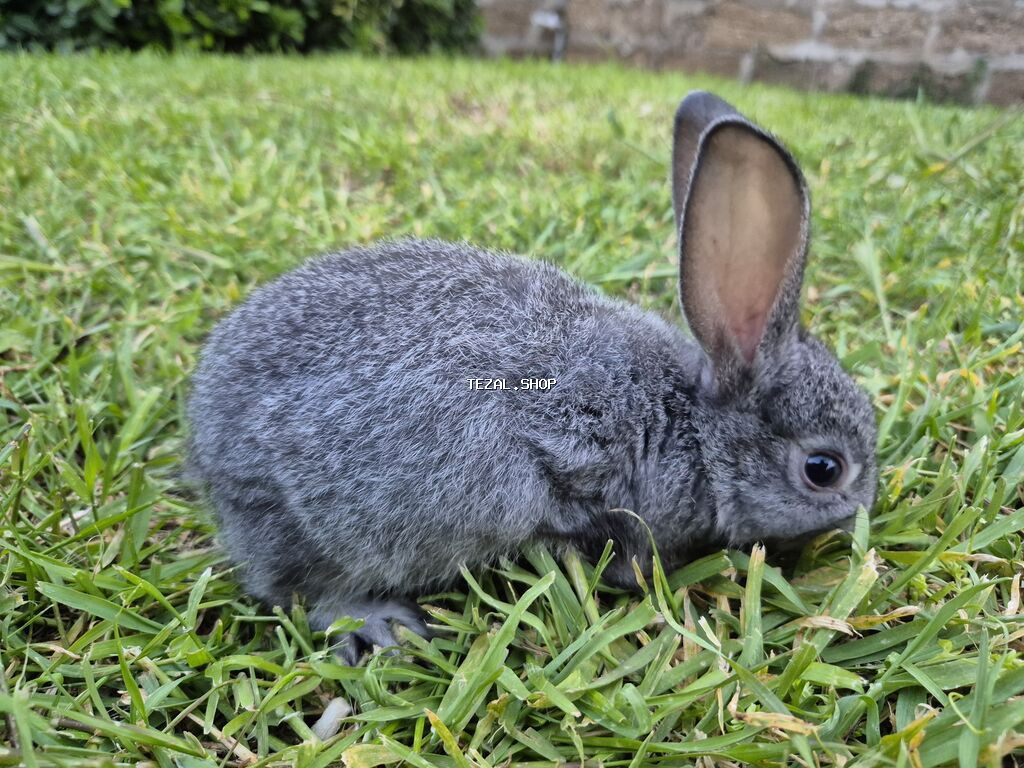 Saqlam dovşan balalardi,bidənə alana 8m, 2dən cox alana 7m - şəkil 2