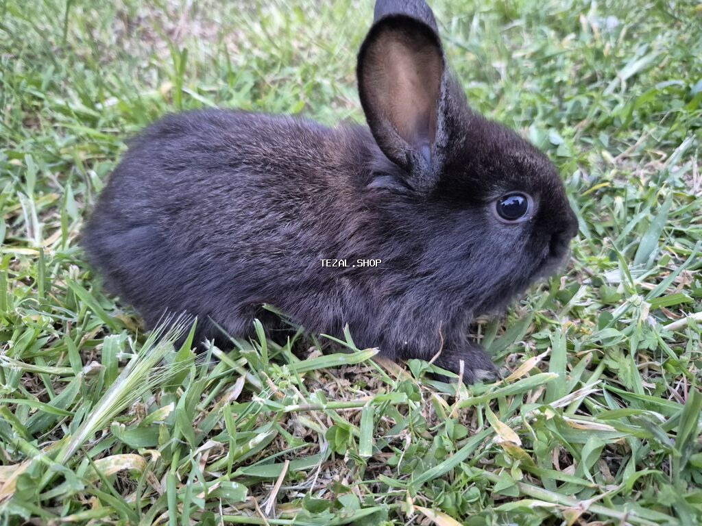 Saqlam dovşan balalardi,bidənə alana 8m, 2dən cox alana 7m - şəkil 3