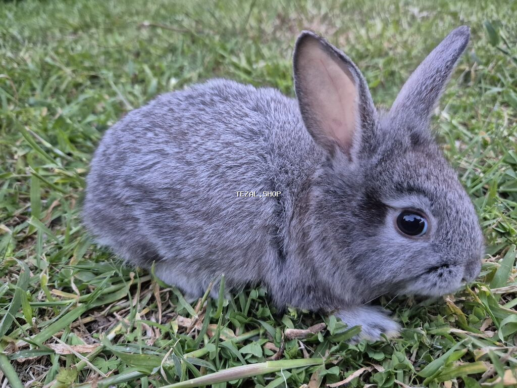 Saqlam dovşan balalardi,bidənə alana 8m, 2dən cox alana 7m - şəkil 4