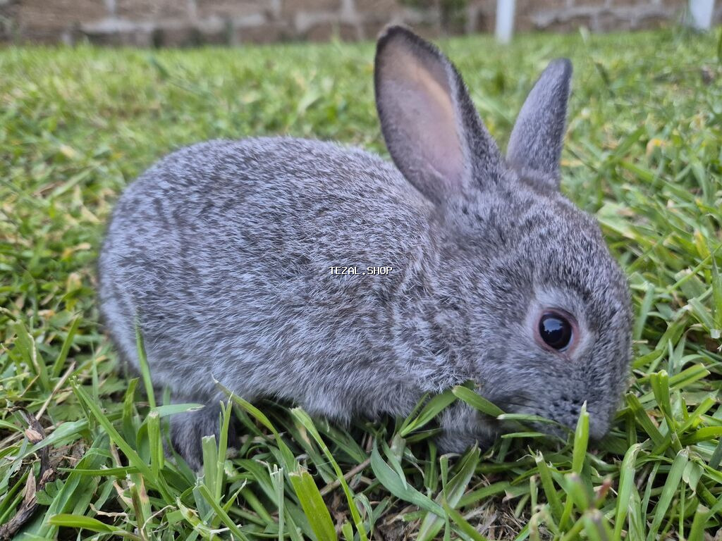 Saqlam dovşan balalardi,bidənə alana 8m, 2dən cox alana 7m - şəkil 5